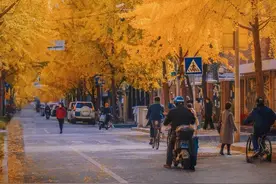 上海落叶景观即将“上线”，落叶不扫并非放任不管图片