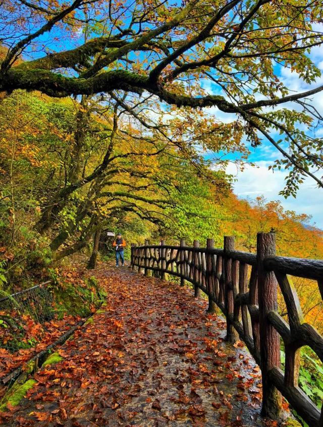 突破百万！瓦屋山【百万锦鲤】宠粉福利，11月30日揭晓这份专属幸运～