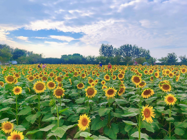 秋光正好，栖霞来邀