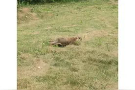 成都青龙湖出现的土拨鼠从何而来？｜封面科考队图片