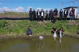 1.2万尾澳洲龙虾“落户”哈尔滨巴彦县图片