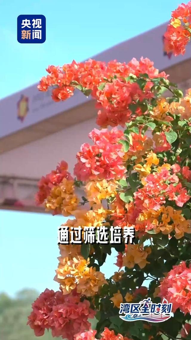 花容“粤”貌 大湾区如何“再造”一个春天