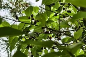注意！樱花树结果形似樱桃误食伤身图片