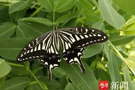 黄钩蛱蝶、柑橘凤蝶、蓝凤蝶……扬州三江营新发现10种蝴蝶图片