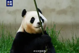 韩民众请愿向中国续租大熊猫福宝 首尔市政府回应称“未推进相关流程”图片