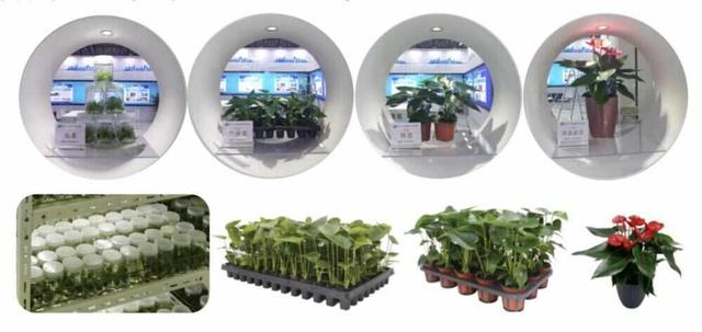 来广州沙面赏红掌！首届广花红掌艺术节将在11月举行