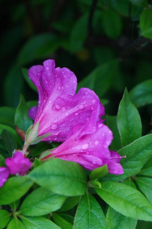 开了！开了！福州开了成片杜鹃花海！快上鼓岭
