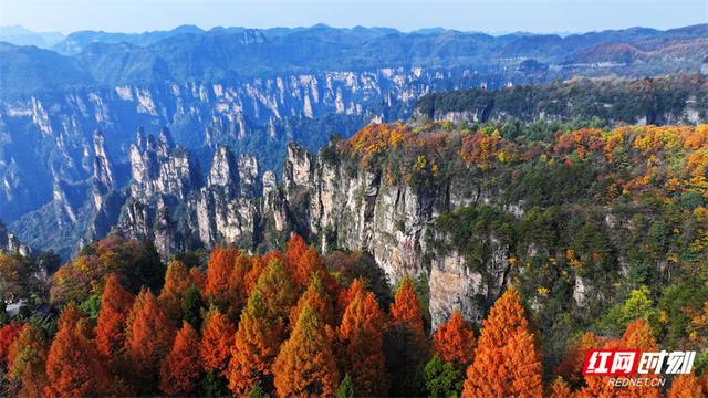 组图丨张家界国家森林公园漫山彩叶醉游人