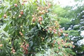 东莞横沥荔枝长势喜人，“妃子笑”5月底将“抢鲜”上市图片