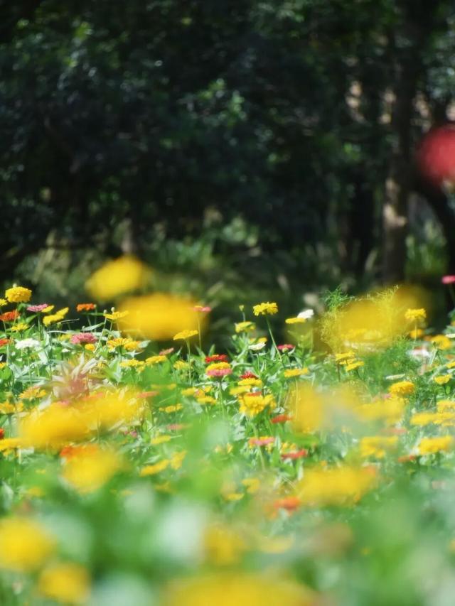 免费打卡5000平方米花海、500个品种菊花……上海“莫奈花园”又上新了！