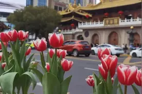 “早春使者”已登场，来这些地方打卡郁金香吧→图片