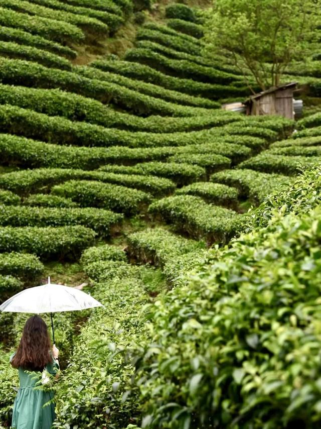 2.5h缩短至1h车程!趁高速通车来这两座宝藏小城,品品茶香和诗意……