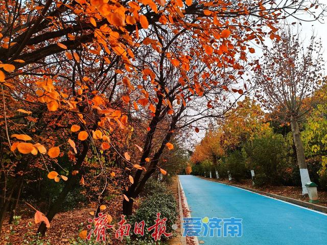一年四季 泉在济南丨鲍山公园初冬限定美景 层林尽染如铺展天然画卷