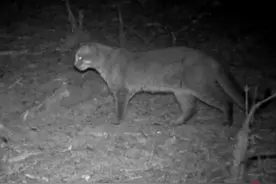 像豹又像虎！四川木里拍到神秘“金彪”：系国家一级保护动物，被称“森林战神”图片