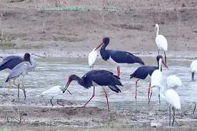 “鸟中大熊猫”黑鹳现身北京顺义唐指山水库图片