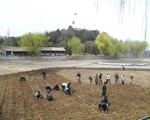 科普北海丨《太液荷香八百年：从辽金御苑到现代公园的生生不息》（三）