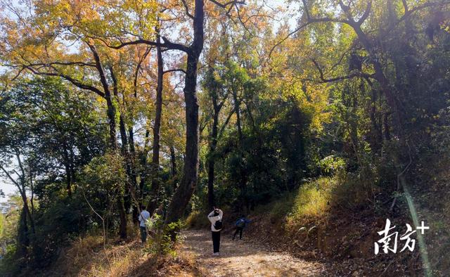 高州人私藏的“枫”景，藏不住了！