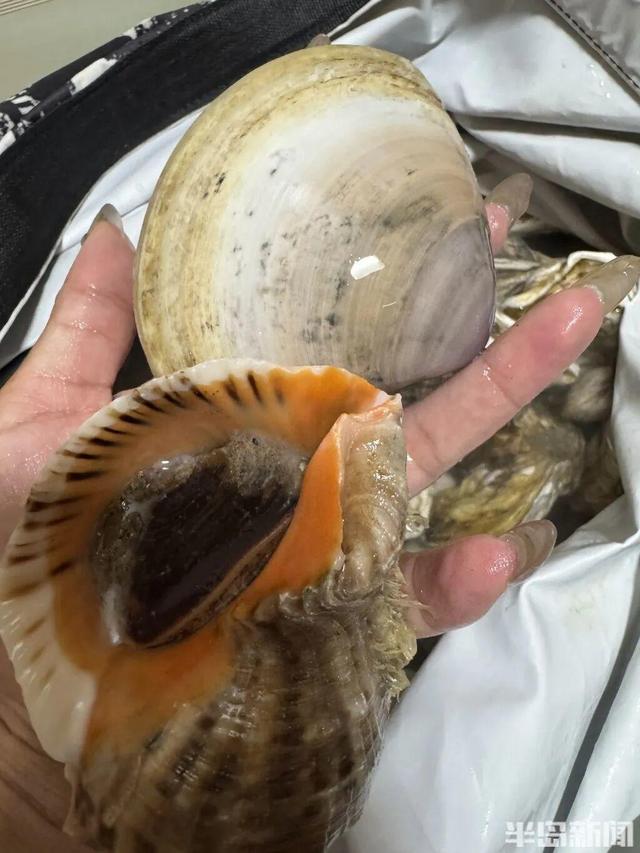 青岛大量海鲜被冲上岸 有人捡60多斤
