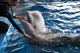 （外代二线）俄罗斯普里莫里耶水族馆的白鲸(2)图片