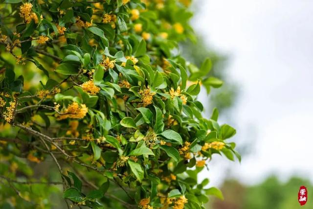 崇明秋色，坠入一场温柔的五彩梦境