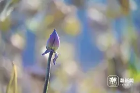 西湖荷花，别样冬景图片