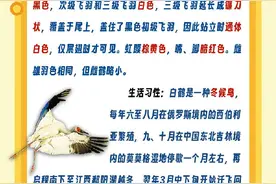 黄河入海口鸟类图鉴⑩ | 白鹤图片