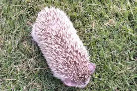 广州海珠广场草丛中的小家伙逮到了：确认系非洲刺猬，疑为被人放生图片