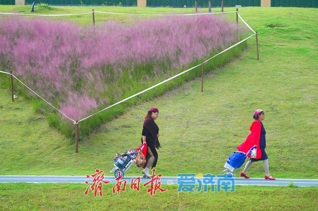 一年四季 泉在济南丨浪漫画卷秋色无边，龙鼎河“粉黛花海”引人入胜