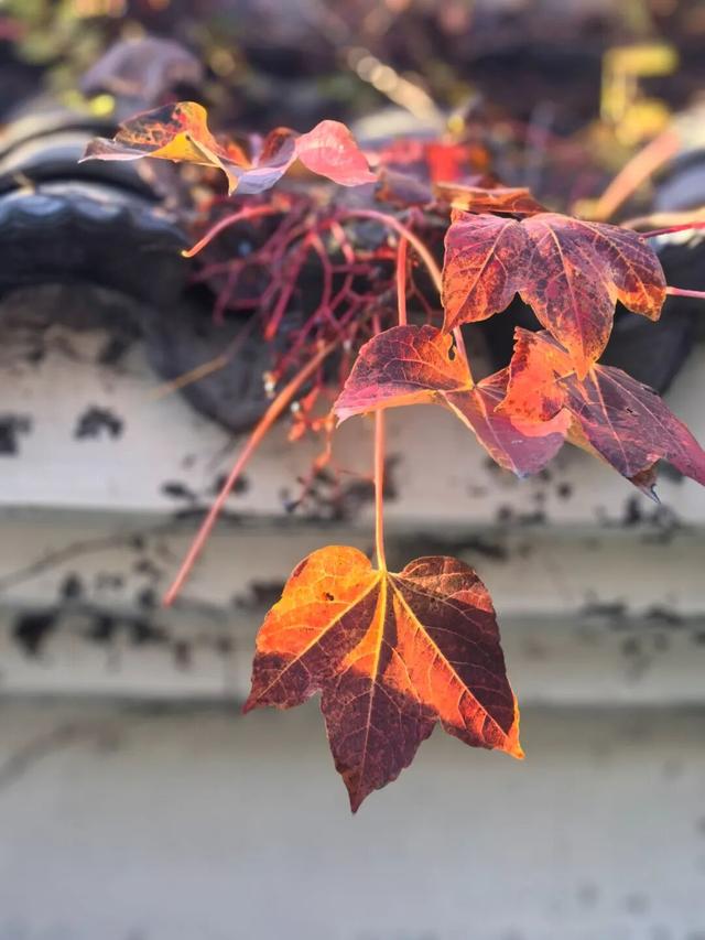 市北“拍了拍”你，抓住秋天的小尾巴