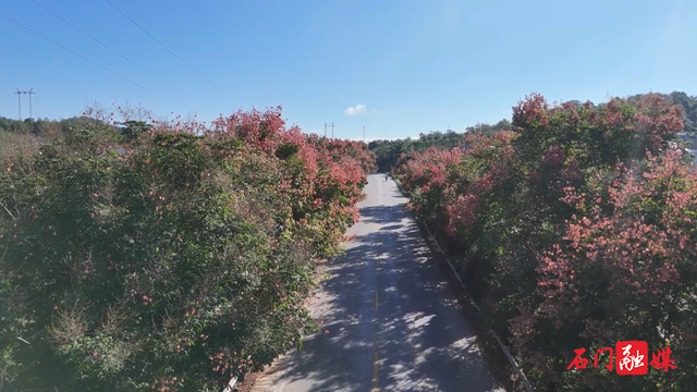 石门：栾树映秋 绘就城市诗意画卷