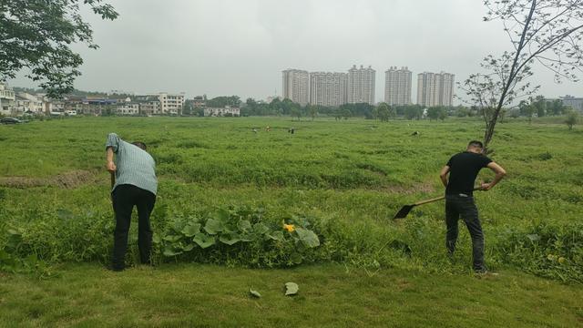 宁乡灰汤镇“协商”赋能，紫龙湖畔花海绽芳华