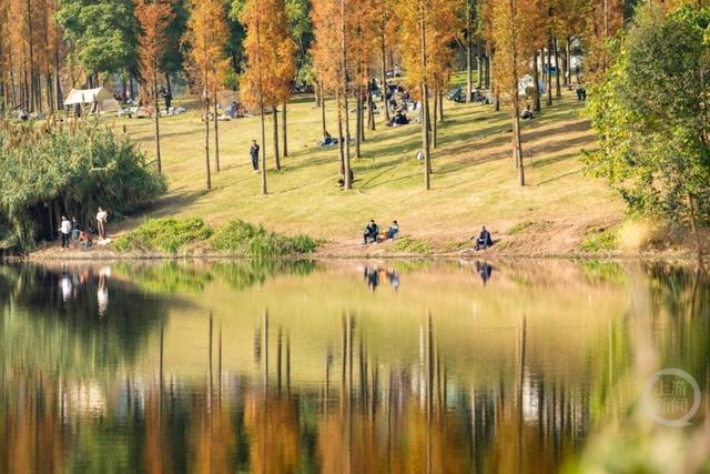 杉林映冬阳 露营拾光暖