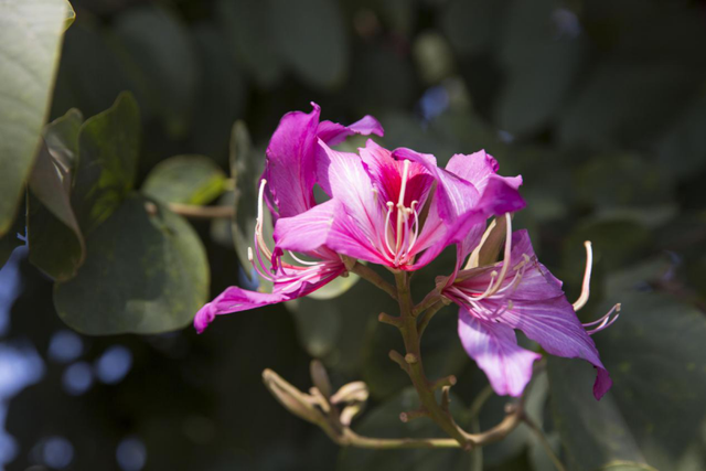 别信秋天萧瑟！凉山的花：我们才是秋天的“显眼包”