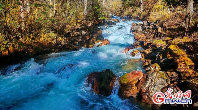 美丽中国｜秋染王朗：雪山与彩林同框