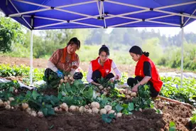 黔西地瓜抢鲜上市图片