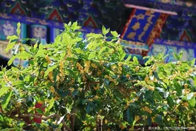 中秋假期北京市属公园将推出科普研学等主题游园活动图片