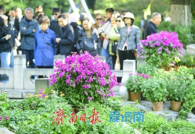 一年四季 泉在济南丨泉水与菊香为伴！趵突泉菊展静待绽放