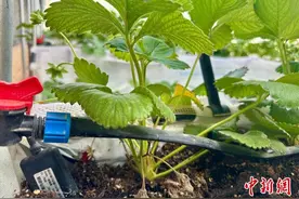 （乡村行·看振兴）江西瑞昌：设施农业提质增效 激活富农增收“新引擎”图片