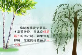 北京市六环内区域迎杨柳飞絮第二个高发期，持续至5月3日图片