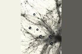 弥散矮星系为何爱“抱团”？暗物质研究更进一步 | 科技前线图片