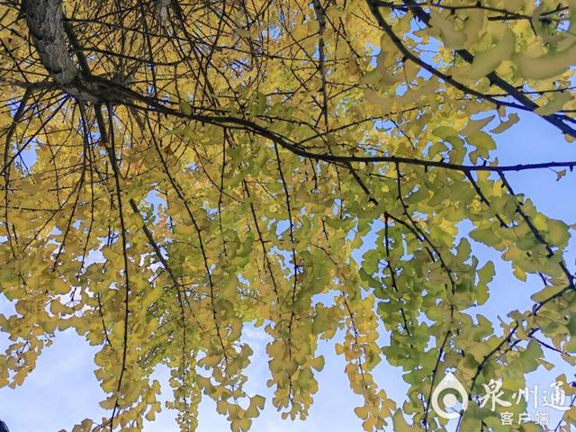 泉州人等到了！太惊艳，很多人赶去打卡！