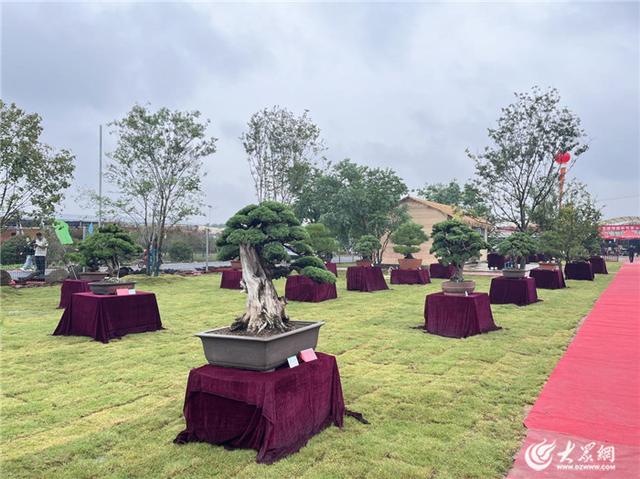 国庆中秋长假，就逛泰山国际花木城！白天嗨玩大集，夜晚风雅看展！