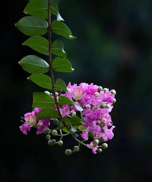 紫薇花盛放！上海这个古典园林盛夏满庭芳→