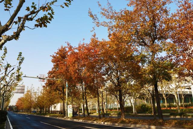 此时的桃浦，已经美成这样了……