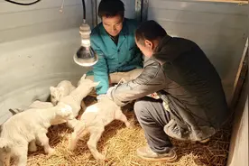 千阳县庄科村千只现代化奶山羊养殖场：孕育新生命 增收添动力图片