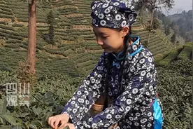 观观蜀乡行①在海棠村 当一天采茶姑娘图片