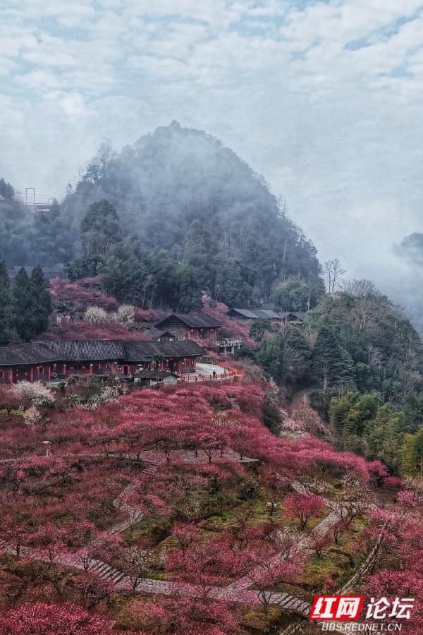 【赴春之约】晨雾漫过青瓦，胭红缀满春山