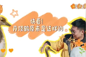 快看！丹顶鹤原来是这样的图片