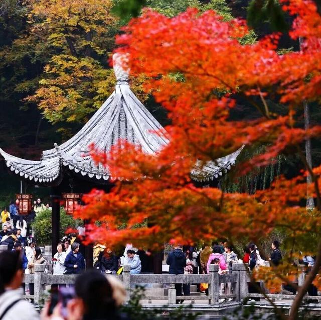 官宣：栖霞山进入最佳观赏期！