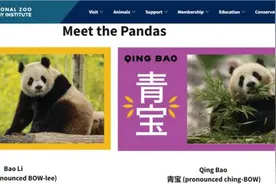“顶流网红”来了！中国大熊猫萌翻美国华盛顿图片
